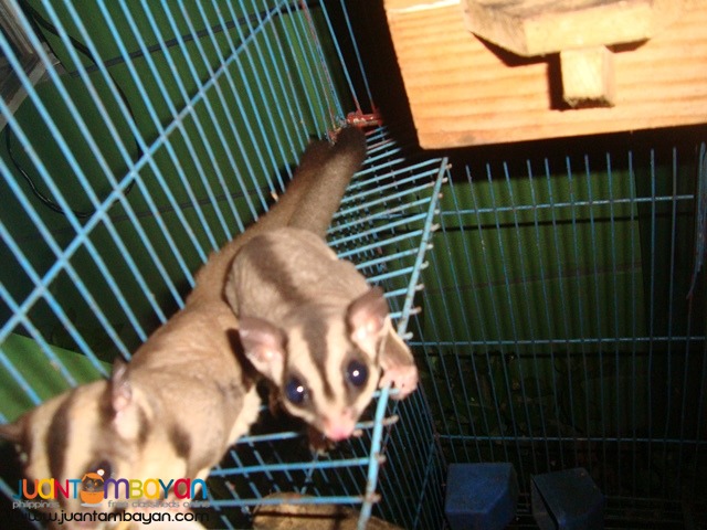  Exotic pets Sugar Gliders try the thrill of a new hobby