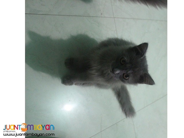 Persian Cat Zamboanga City | [#] Cats Types