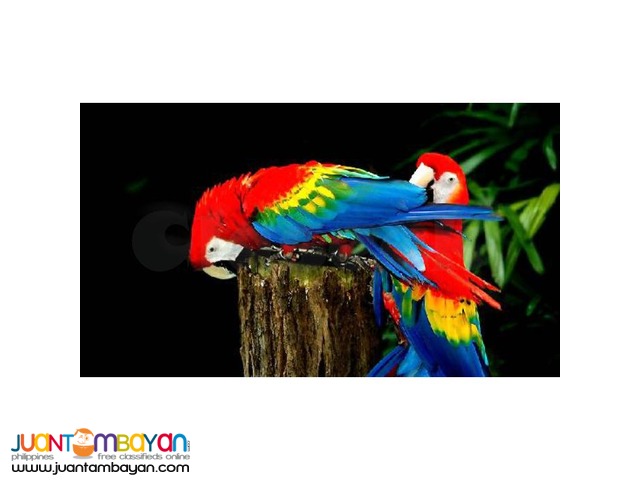 Value-saver Singapore Tour Package Value-saver Singapore Tour Package