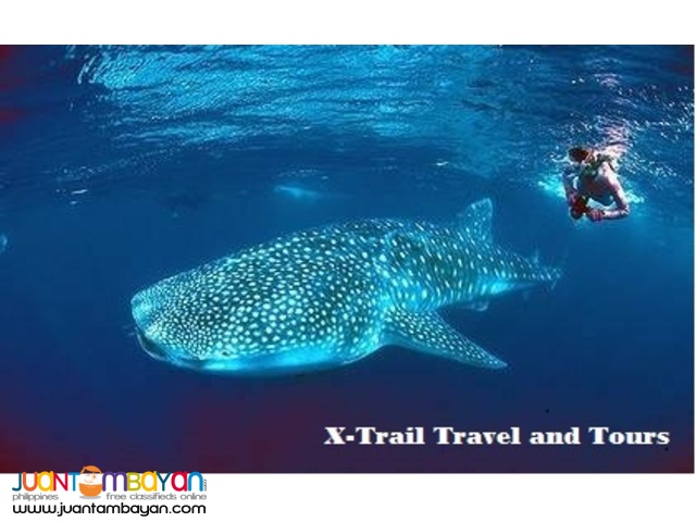 3D / 2N Oslob Whale Shark Watching Tour Package