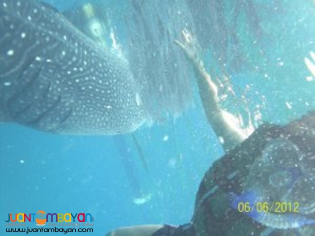 Cebu tour package, shark watching almost guaranteed