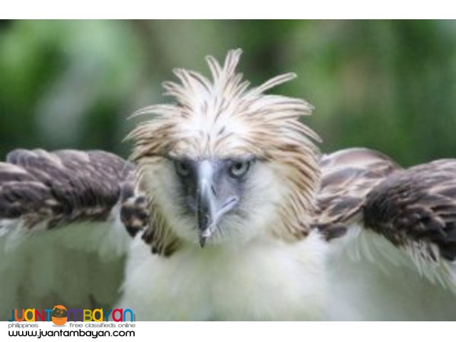 Home to Philippine Eagle Center, Davao tour package Home to Philippine Eagle Center, Davao tour package