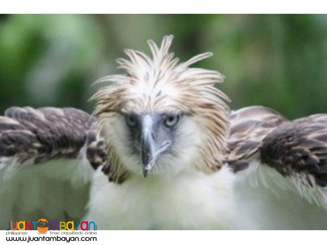 Home to Philippine Eagle Center, Davao tour package