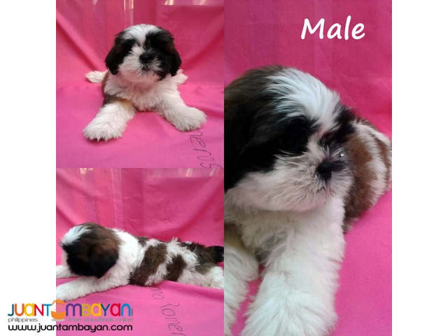 Purebreed Shih Tzu Puppies (w/ papers)