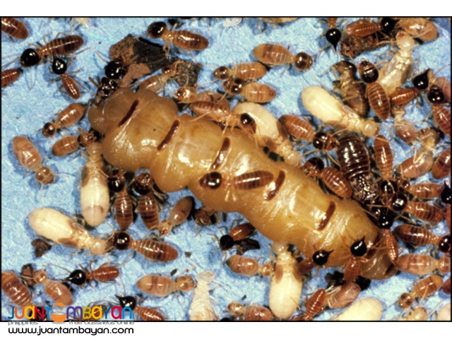 Termite anay Eradication and Pest control
