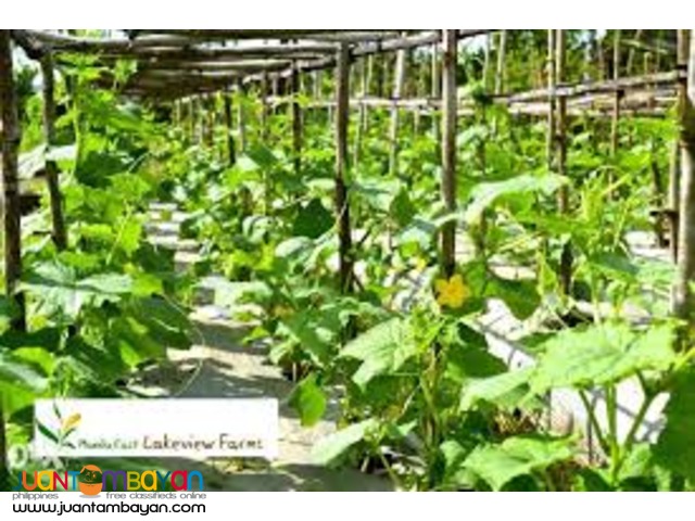 FarmVacation Lots at Manila East Lakeview Farms Morong Rizal