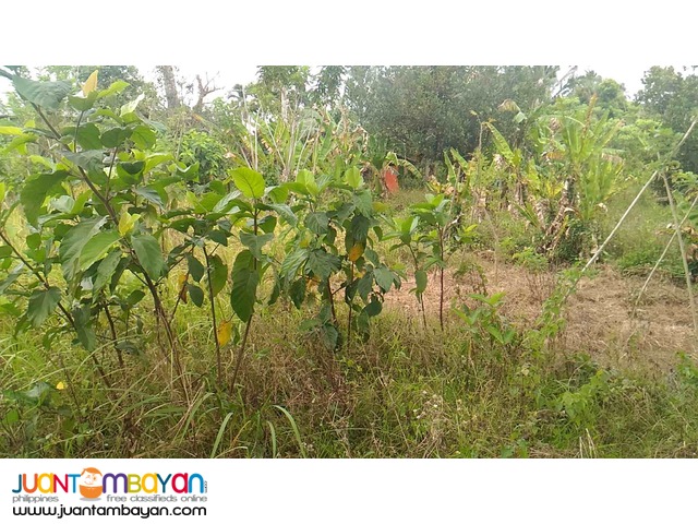 Mendez Cavite lot for sale along cemented road
