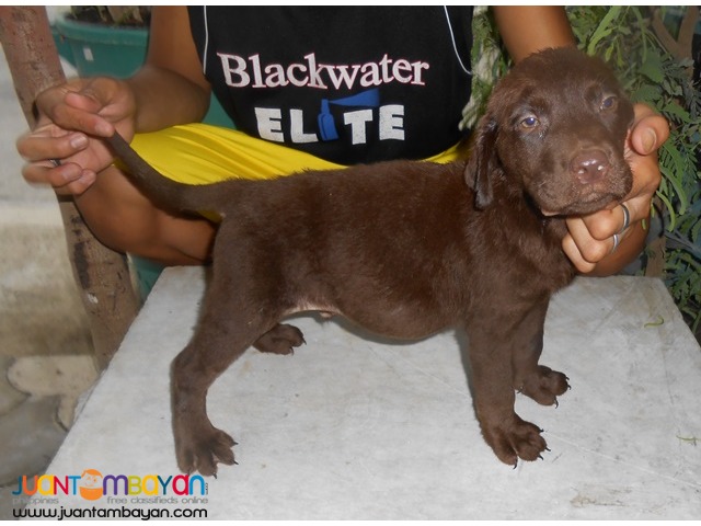 QUALITY XL CHOCO LABRADOR PUPS IMPORTED LINES