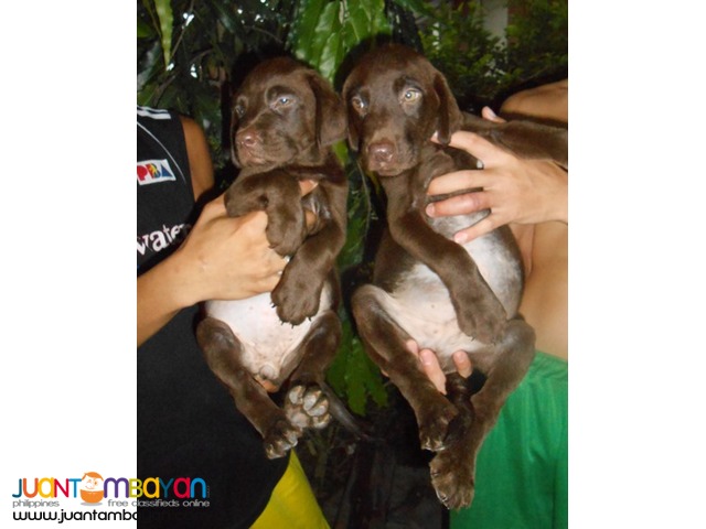 QUALITY XL CHOCO LABRADOR PUPS IMPORTED LINES