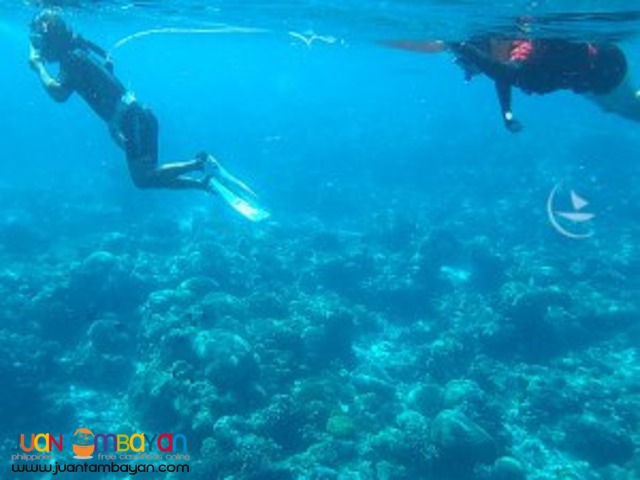 Indescribable reef, Bohol tour package Indescribable reef, Bohol tour package