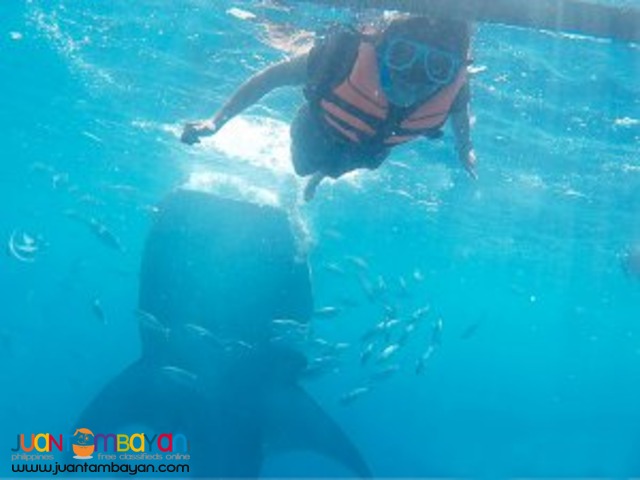 Bucketlist on Cebu tour package, Oslob whale shark watching