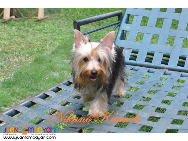 Amy - Female Yorkshire Terrier Yorkie FOr Sale!!!