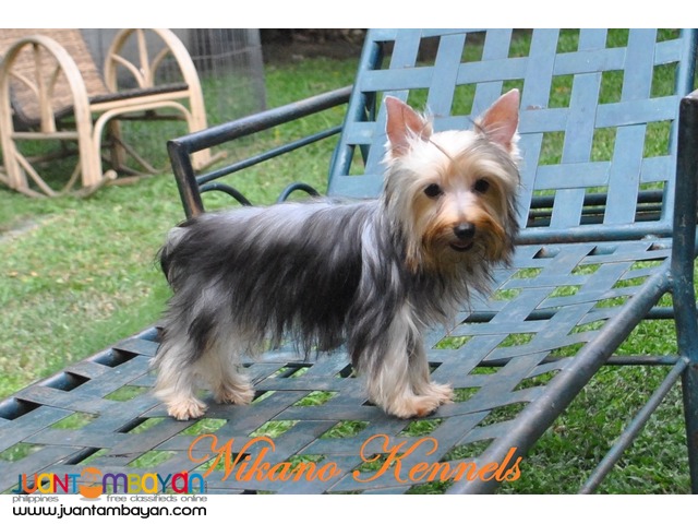 Amy - Female Yorkshire Terrier Yorkie FOr Sale!!!
