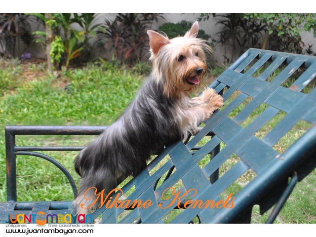 Angel - Female Yorkshire Terrier Yorkie Puppy For Sale!!!