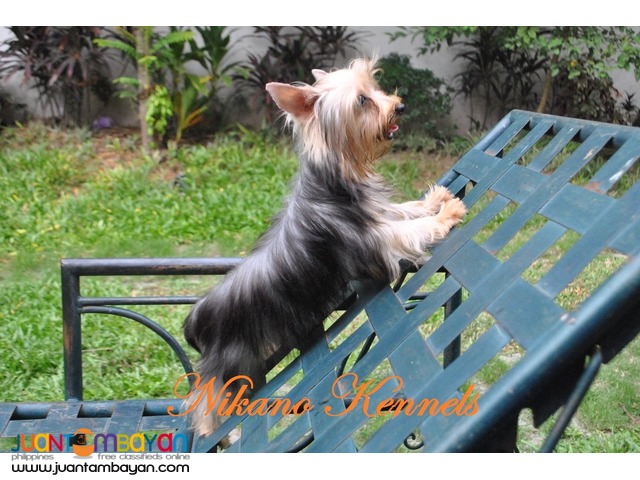 Angel - Female Yorkshire Terrier Yorkie Puppy For Sale!!!