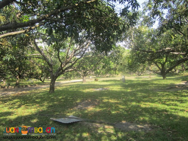 House and Lot for Sale with Mango Farm