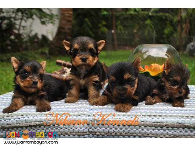 YORKSHIRE TERRIER YORKIE PUPPIES FOR SALE!!! 