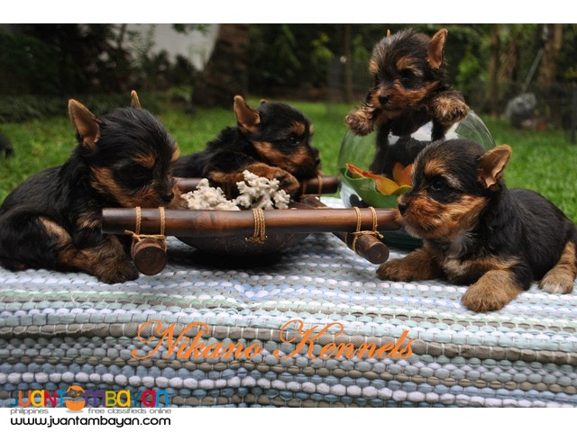 YORKSHIRE TERRIER YORKIE PUPPIES FOR SALE!!! 