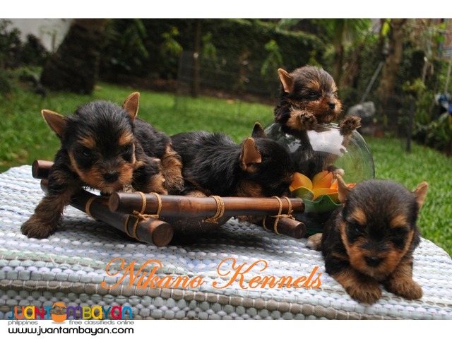 YORKSHIRE TERRIER YORKIE PUPPIES FOR SALE!!! 