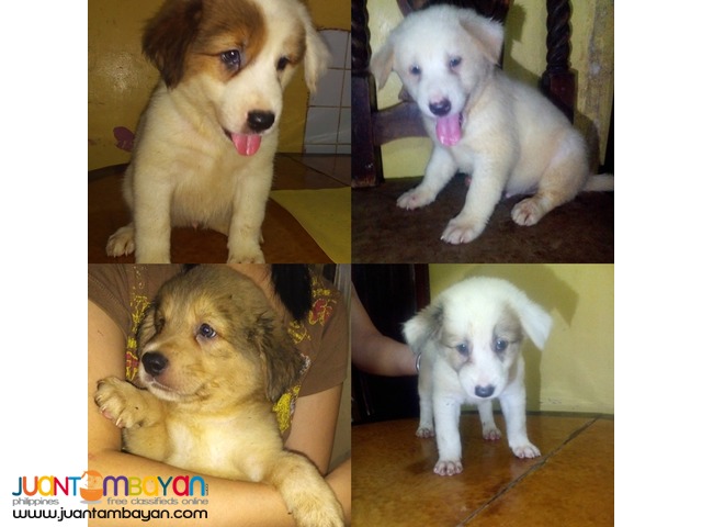 Mixed Breed Puppies FOR SALE! (Chow Retriever Mixed)