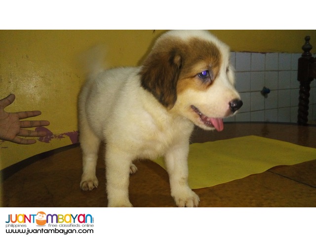 Mixed Breed Puppies FOR SALE! (Chow Retriever Mixed)