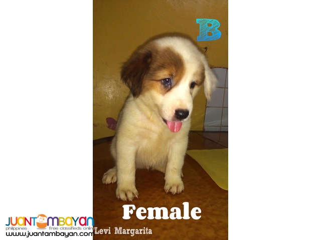 Mixed Breed Puppies FOR SALE! (Chow Retriever Mixed)