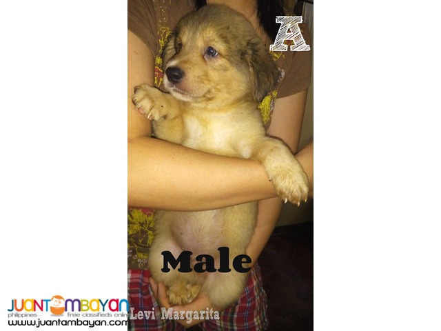 Mixed Breed Puppies FOR SALE! (Chow Retriever Mixed)