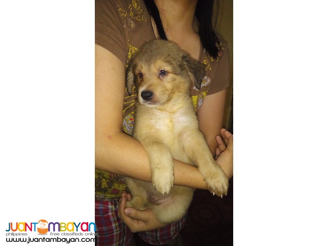 Mixed Breed Puppies FOR SALE! (Chow Retriever Mixed)