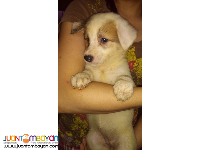 Mixed Breed Puppies FOR SALE! (Chow Retriever Mixed)