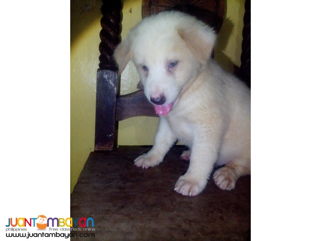 Mixed Breed Puppies FOR SALE! (Chow Retriever Mixed)