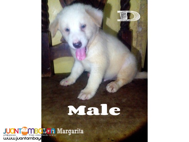 Mixed Breed Puppies FOR SALE! (Chow Retriever Mixed)