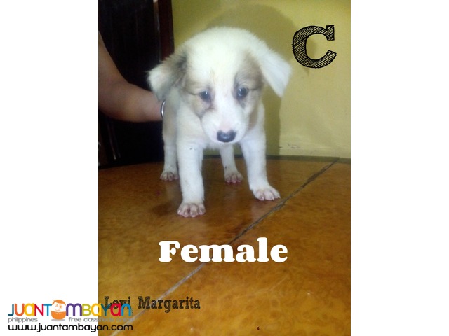 Mixed Breed Puppies FOR SALE! (Chow Retriever Mixed)