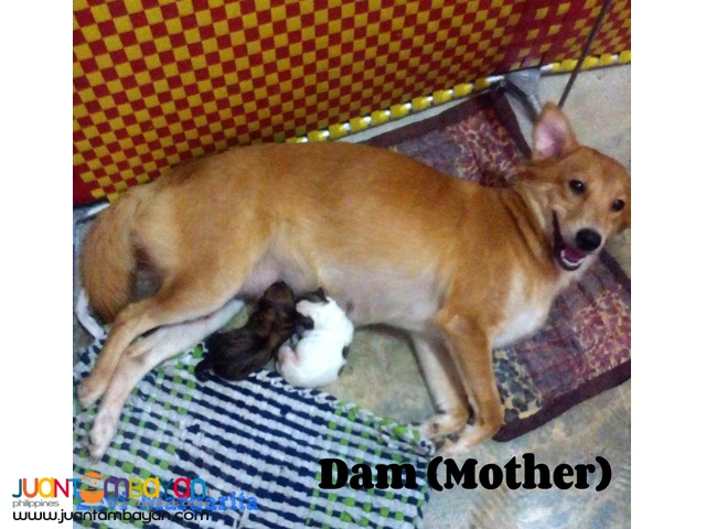 Mixed Breed Puppies FOR SALE! (Chow Retriever Mixed)