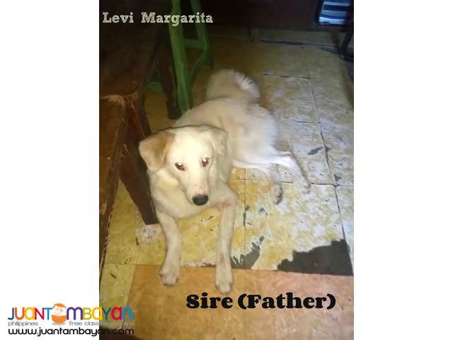 Mixed Breed Puppies FOR SALE! (Chow Retriever Mixed)