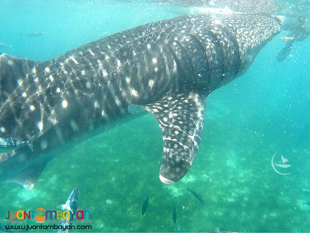 Oslob whale shark watching, cebu tour package