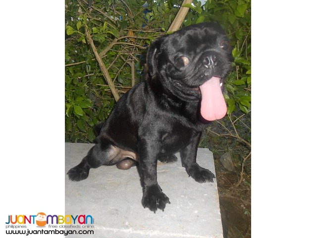  STUD BLACK PUG VERY PROLIFIC STUD BLACK LINE PRODUCER