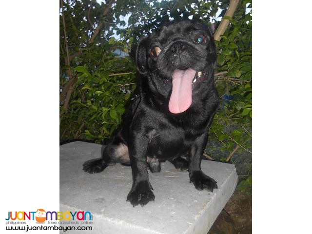  STUD BLACK PUG VERY PROLIFIC STUD BLACK LINE PRODUCER