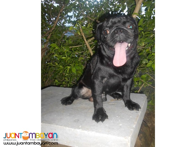  STUD BLACK PUG VERY PROLIFIC STUD BLACK LINE PRODUCER