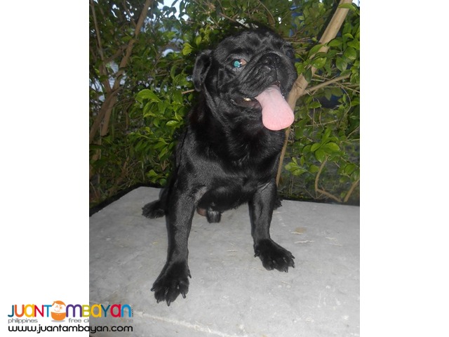  STUD BLACK PUG VERY PROLIFIC STUD BLACK LINE PRODUCER