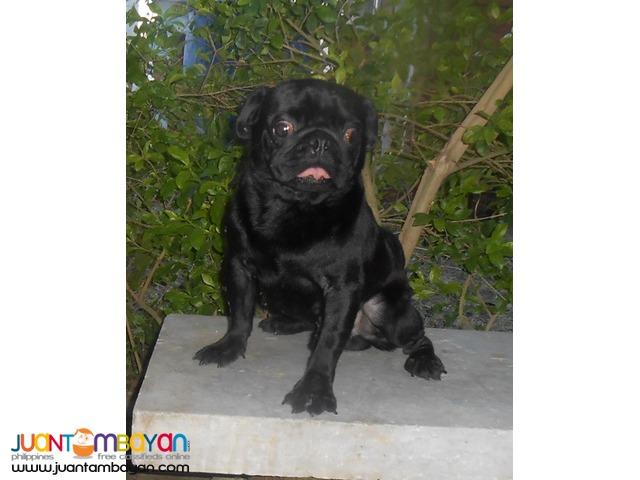  STUD BLACK PUG VERY PROLIFIC STUD BLACK LINE PRODUCER