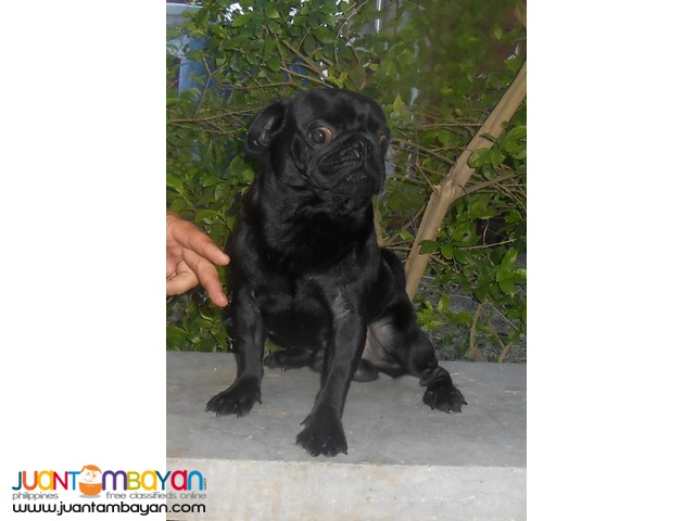  STUD BLACK PUG VERY PROLIFIC STUD BLACK LINE PRODUCER