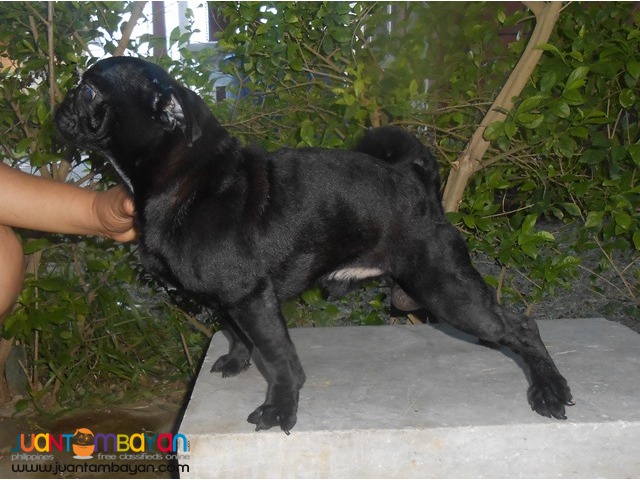  STUD BLACK PUG VERY PROLIFIC STUD BLACK LINE PRODUCER