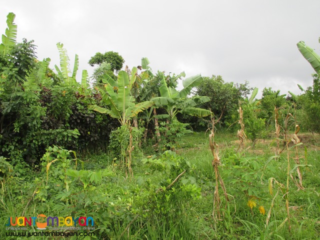 Agricultural / Residential Lot in Barangay Talon, Amadeo, Cavite