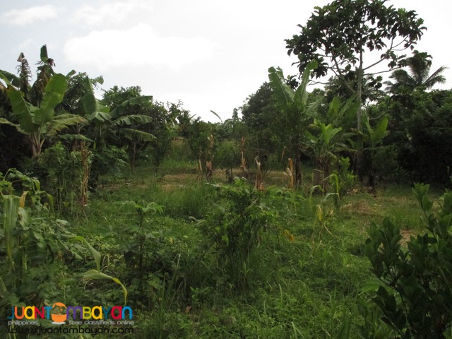 Agricultural / Residential Lot in Barangay Talon, Amadeo, Cavite