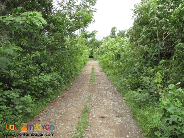 Agricultural Land in Taysan, Batangas