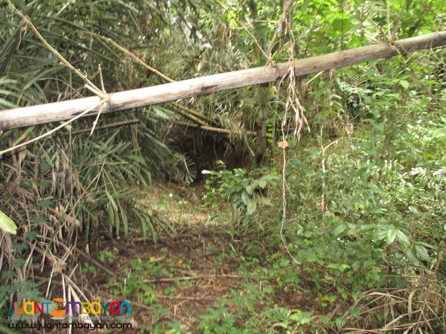 Agricultural Land in Taysan, Batangas
