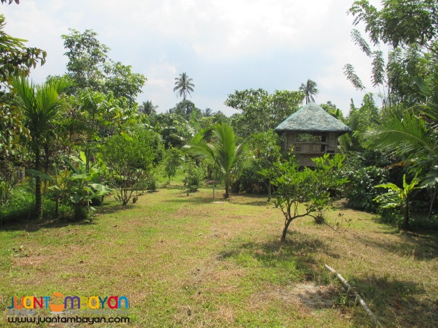 Agricultural / Residential Land in Barangay Talon, Amadeo, Cavite