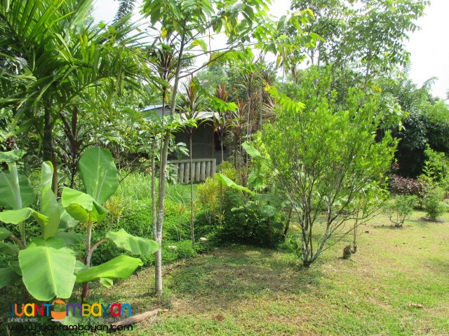 Agricultural / Residential Land in Barangay Talon, Amadeo, Cavite