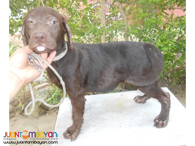  Quality Bred Choco Labrador Male My Pick Left Rush 