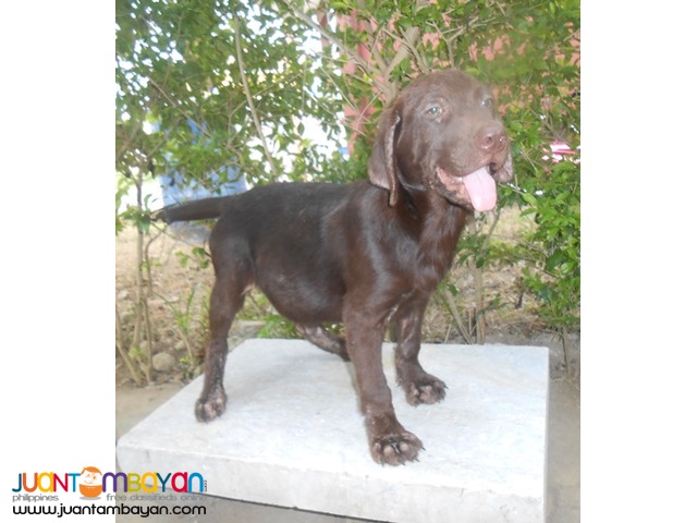 Quality Bred Choco Labrador Male My Pick Left Rush 